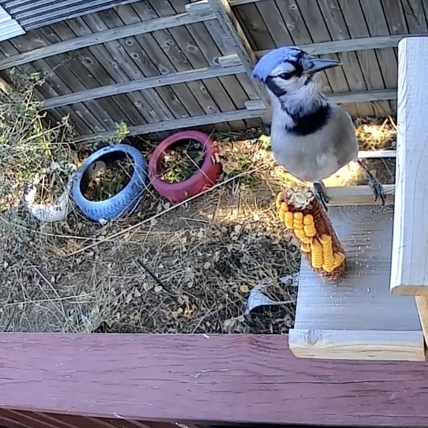 Over Here, Trying to Whistle While I Work