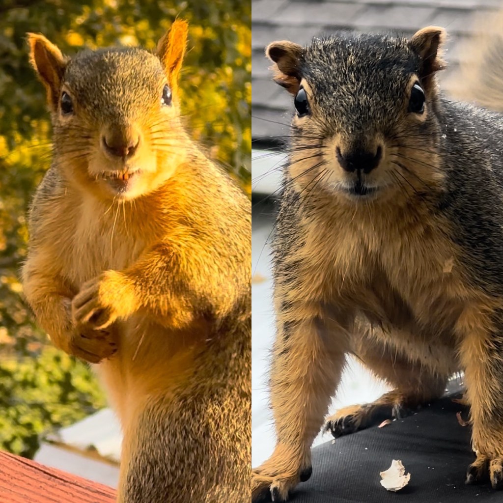 Life vs. Squirrel