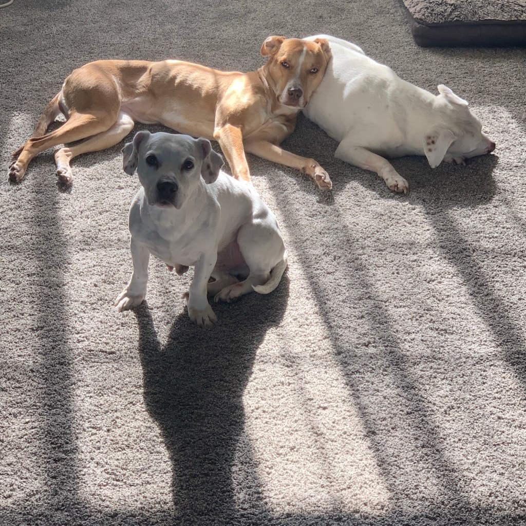 A Visit from the Veterinarian Followed by&nbsp;Contemplation