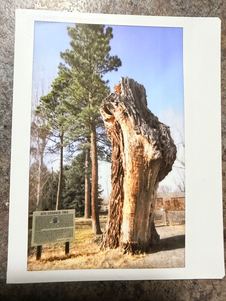 Week 1 Something Important Project; The Ute Council Tree